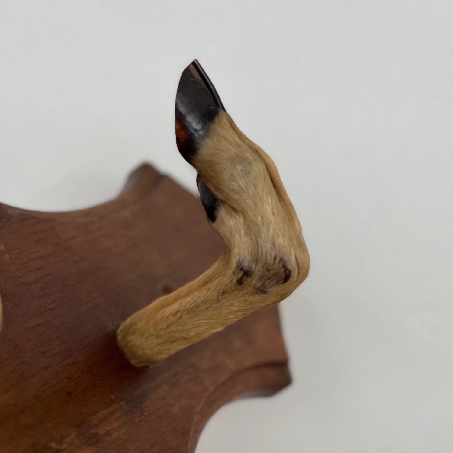 Unknown Unusual Vintage Deer Hoof Rack 8 Unknown Unusual Vintage Deer Hoof Rack - Image 8