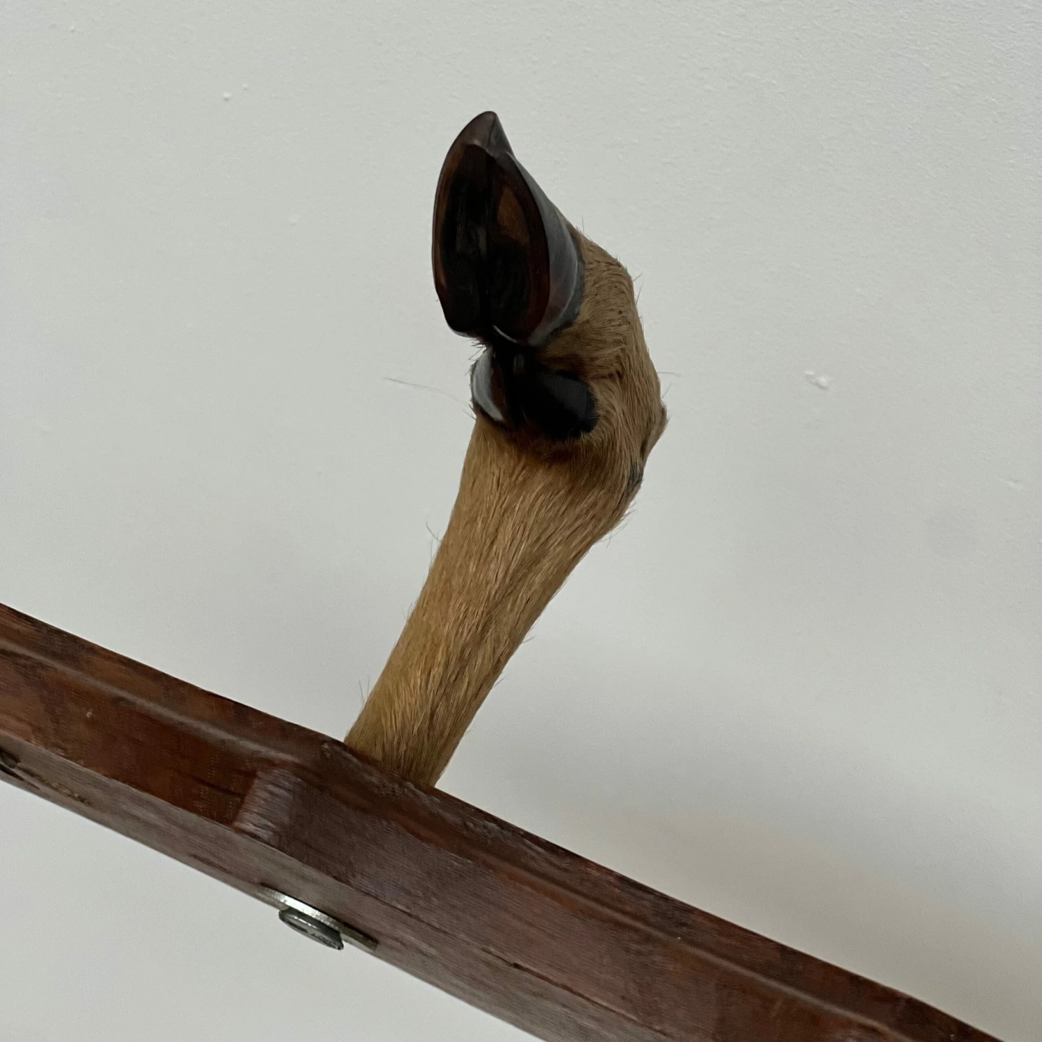 Unknown Unusual Vintage Deer Hoof Rack 3 Unknown Unusual Vintage Deer Hoof Rack - Image 3